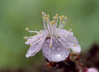 The image of beautiful nature