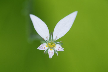 The image of beautiful nature