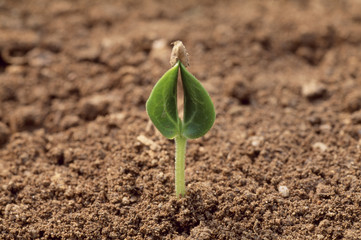 The image of beautiful nature