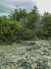 Paisaje de bosque. Patagonia.