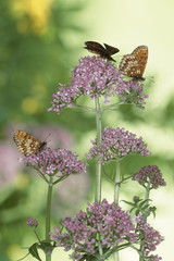 The image of beautiful nature