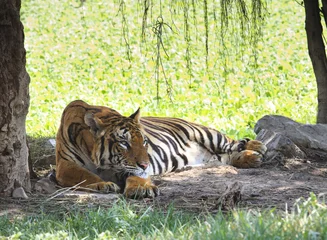 Crédence de cuisine en verre imprimé Panthère tigre couché dans le champ