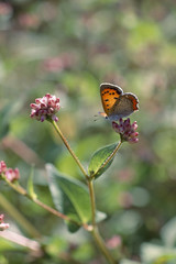 The image of beautiful nature