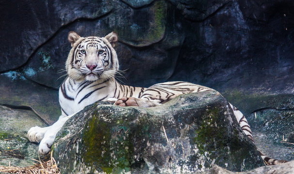 White Tiger  on a Rock