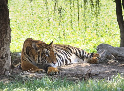 tiger lying in field