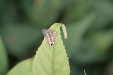 The image of beautiful nature