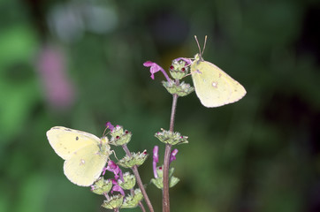 The image of beautiful nature