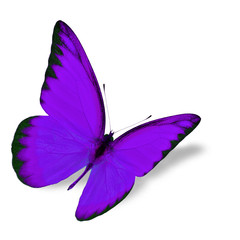 purple butterfly