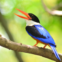 Black-capped Kingfisher Bird