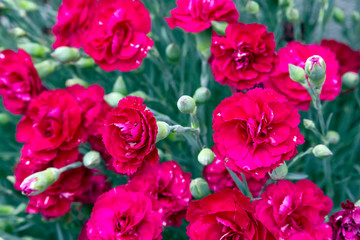 Obraz premium Flowers background