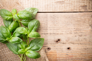 Basil.