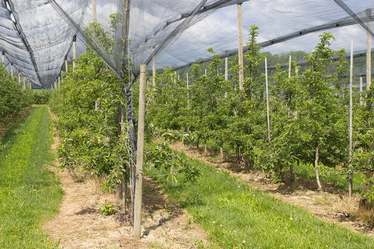 junge Apfelbäume werden mit einem Netz geschützt