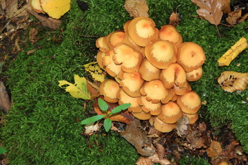 Hypholome en touffe (hypholoma fasciculare)