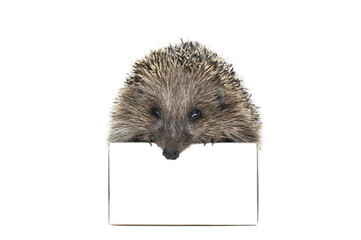 spiny hedgehog on white background