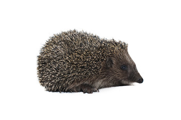 spiny hedgehog on white background