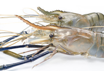 Beautiful raw fresh lobster prawns