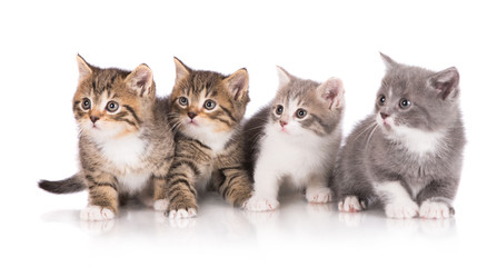 Fototapeta na wymiar four adorable kittens together
