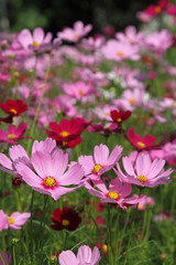 Obraz na płótnie Canvas Pink cosmos flowers