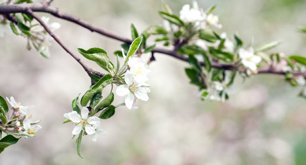 apple blossom © Denis Kadatsky