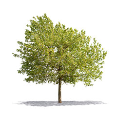 Beautifull green tree on a white background in high definition
