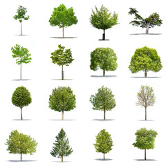 Pack of green trees on a white background in high definition