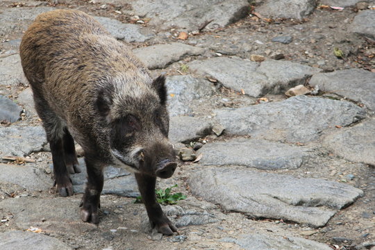 23 最適な ニホンイノシシ 画像 ストック写真 ベクター Adobe Stock