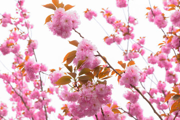 Obraz na płótnie Canvas Blooming double cherry blossom tree and white sky