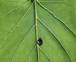 The image of beautiful nature