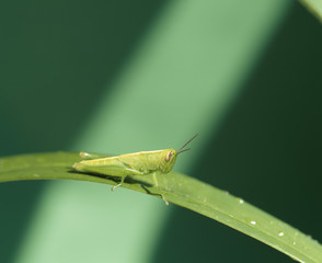The image of beautiful nature