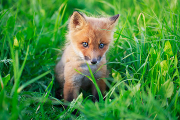 red fox pup