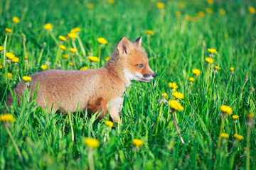 red fox pup