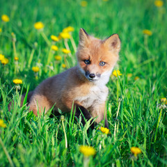 red fox pup