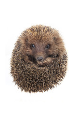 hedgehog © fotomaster