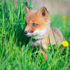 red fox pup