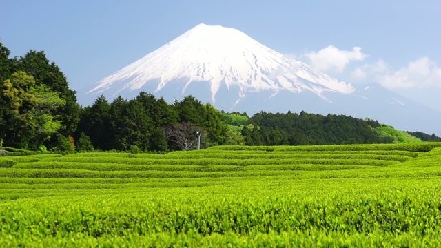 新緑・新茶の茶畑と美しい富士山（大淵笹場より）