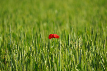 one poppy in the wheat field