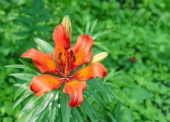 Orange flower with selective focus. Toned image.