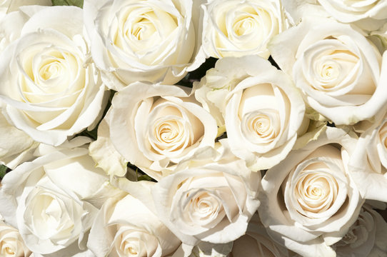 Bouquets of white roses