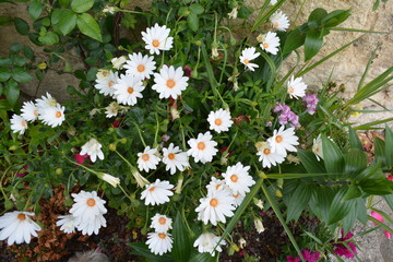 Bouquet de Marguerites