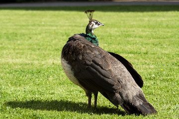 peacock
