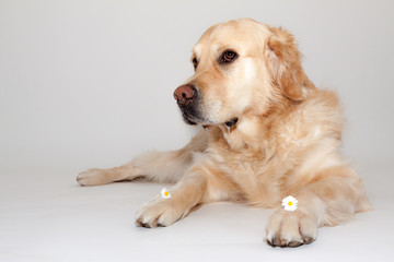 Golden Retriever im Studio