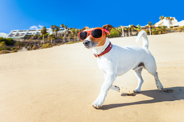 Fototapeta na wymiar Pies działa na plaży