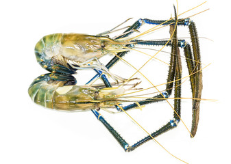 Giant Freshwater Prawn