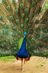 Obraz premium Portrait of peacock with feathers out