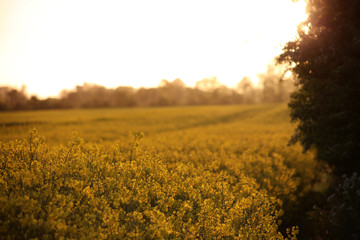 Field in Probstei region near Baltic Sea