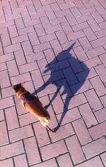 Little dog and its shadow