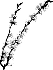 sakura branches with white flowers