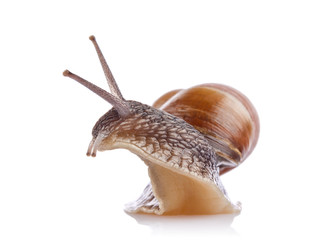 garden snail (Helix aspersa) isolated on white background