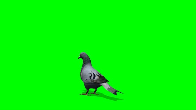 Pigeon looks around - green screen
