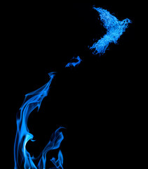 Obraz premium fire dove flying from blue flame isolated on black
